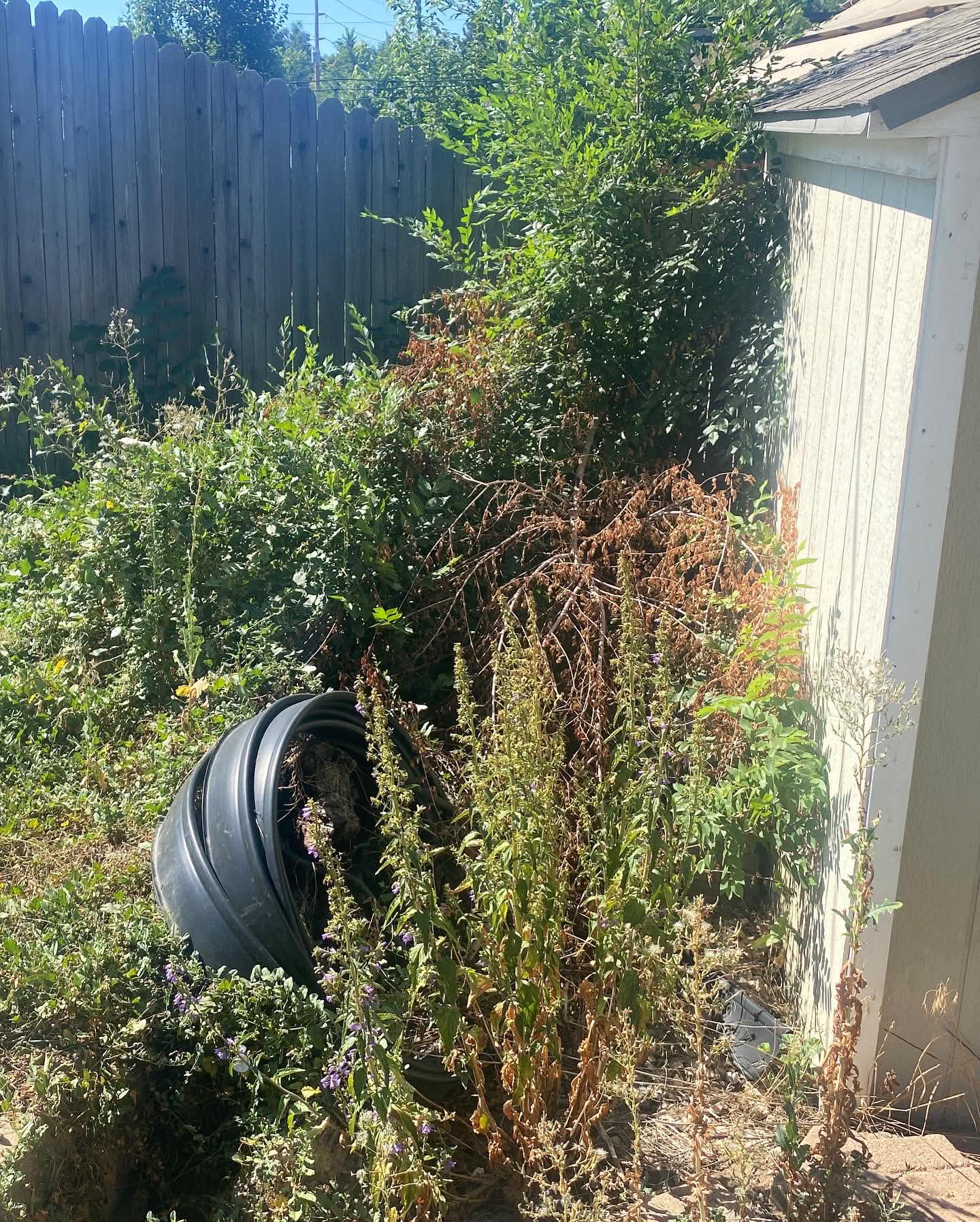 Yard before spring cleanup