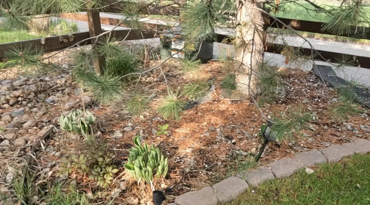 Mulch bed before cleanup
