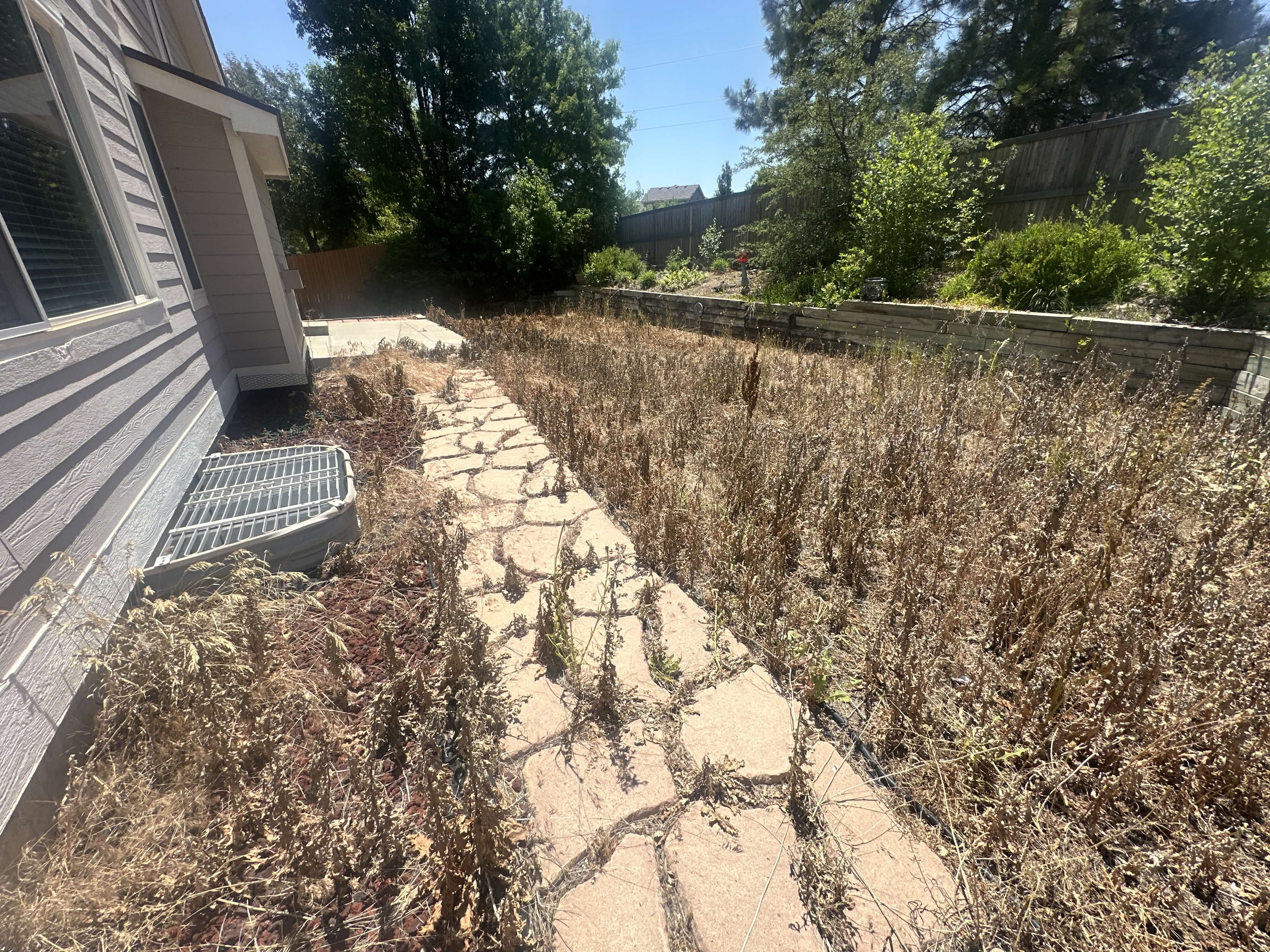 Overgrown weeds before weed spray