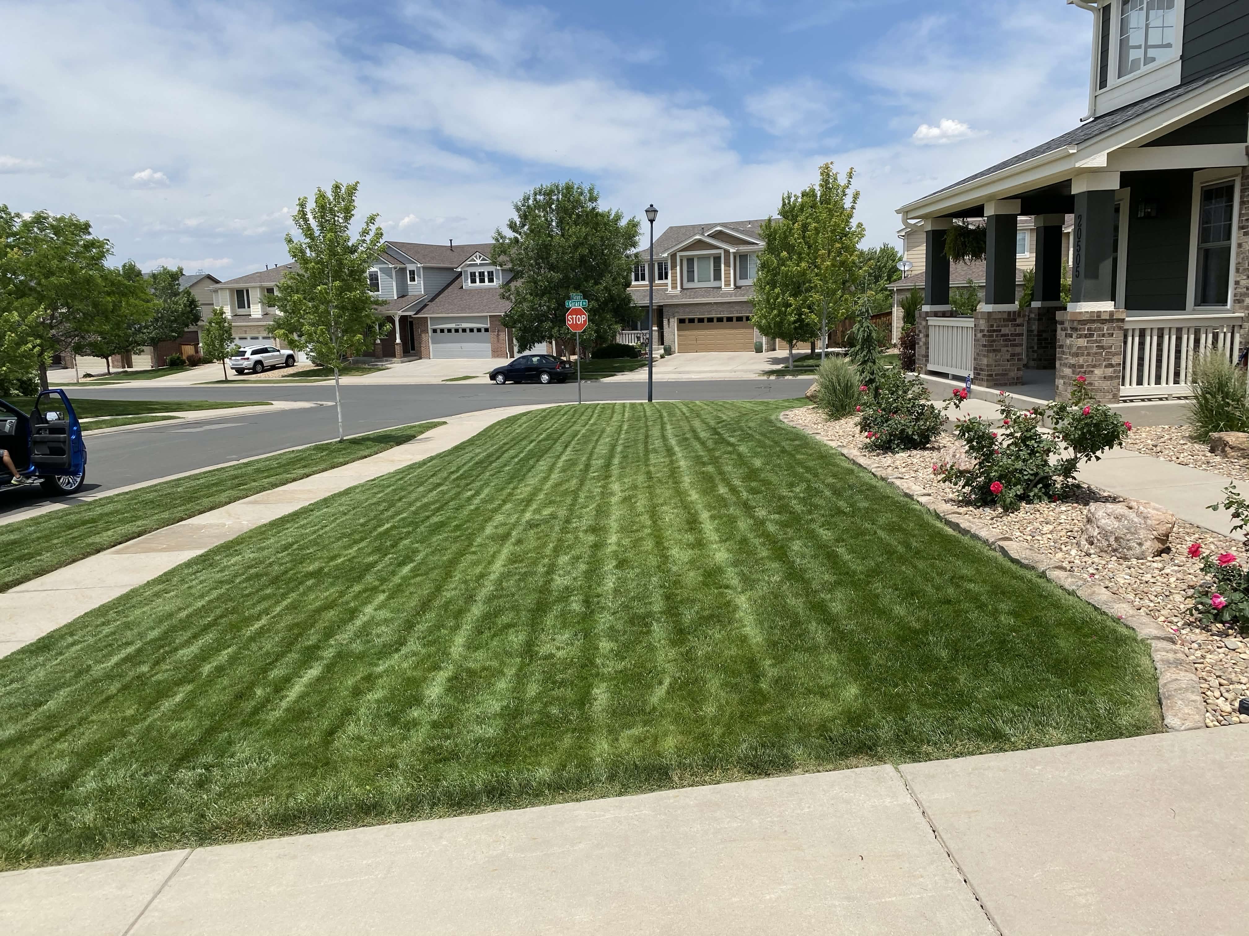 Front yard with roses