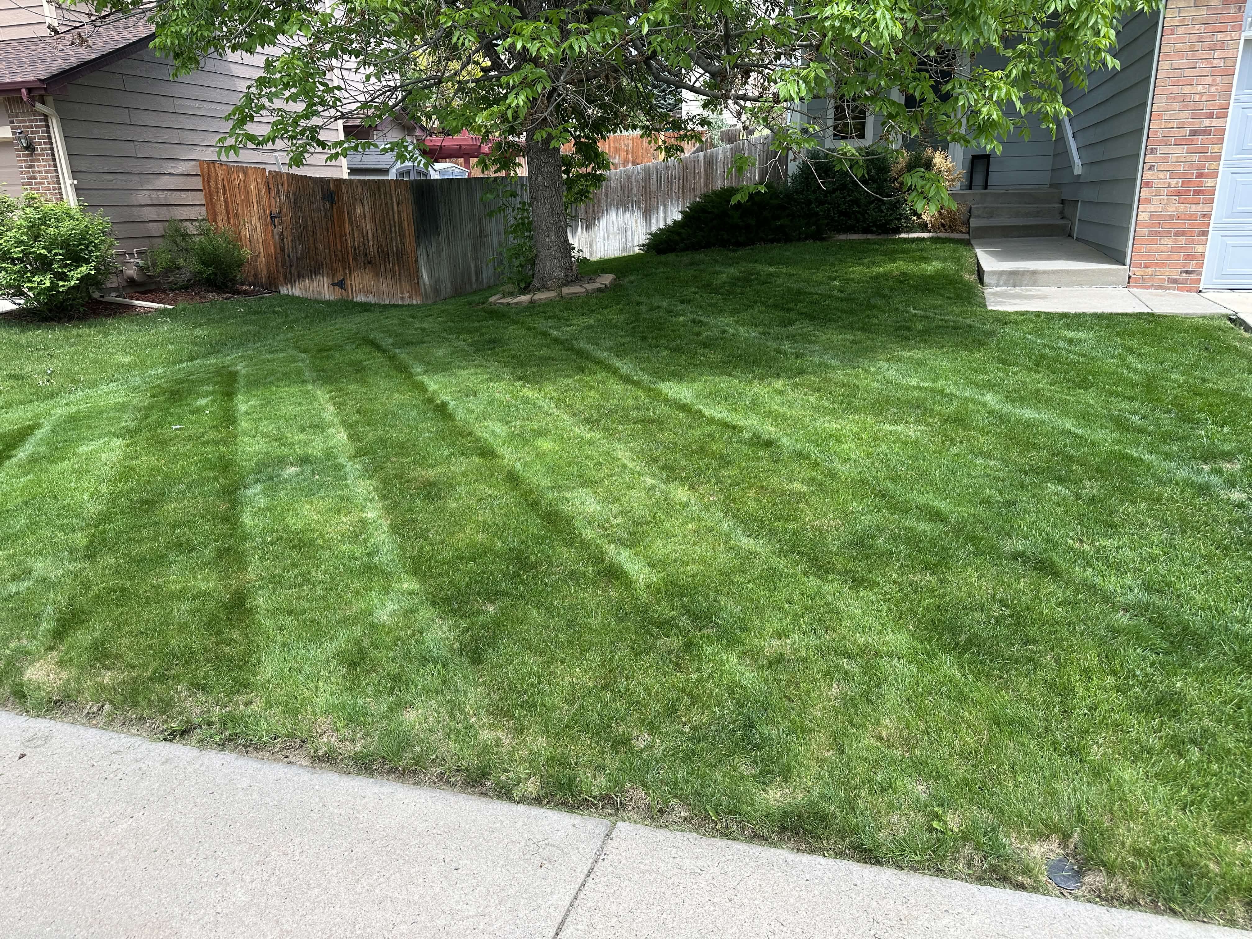 Manicured lawn around tree