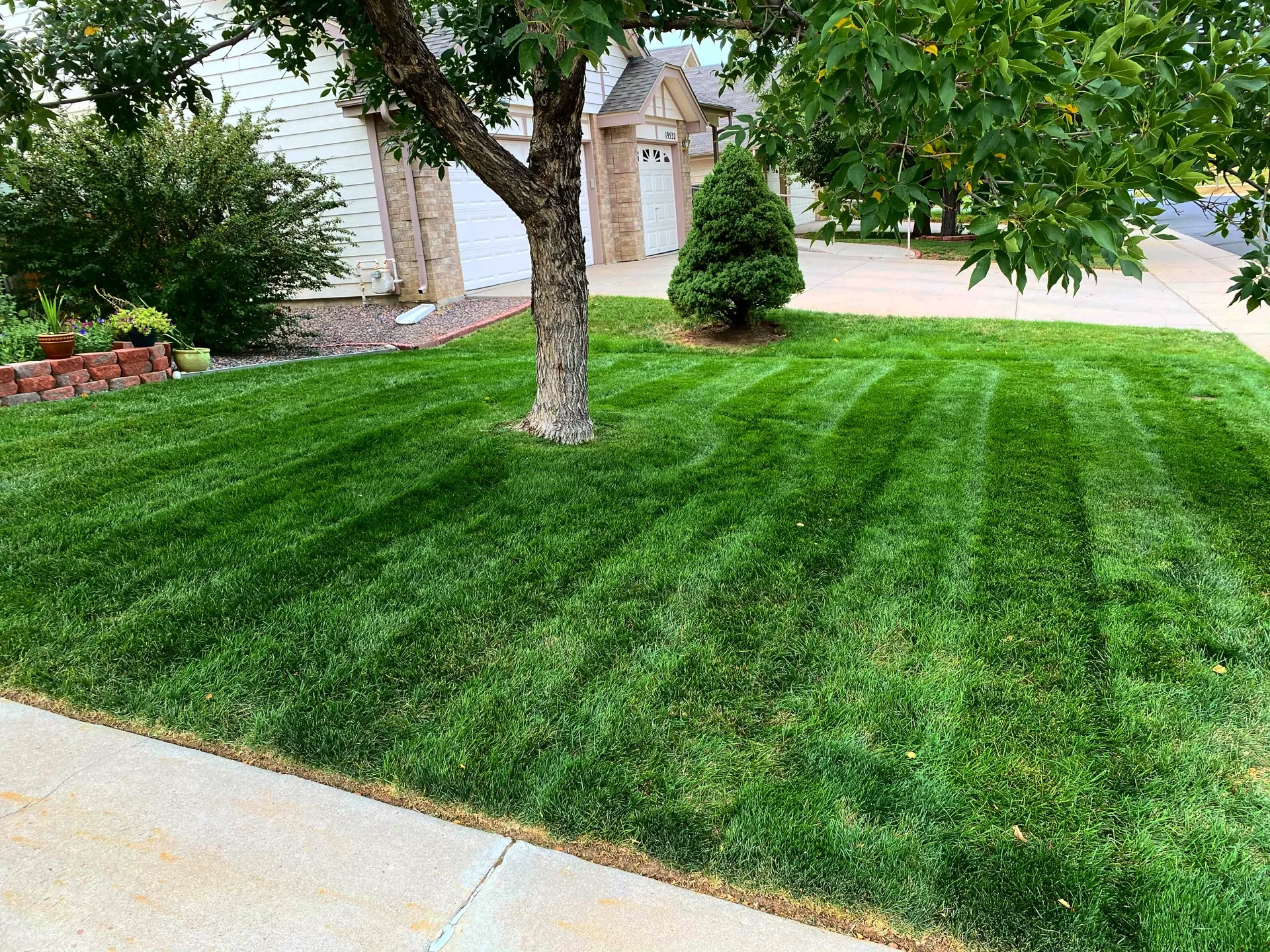 Striped lawn around tree