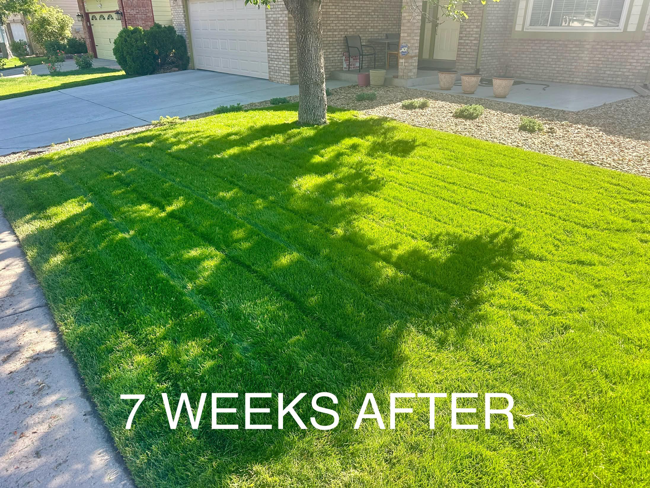 Thick green lawn after overseeding