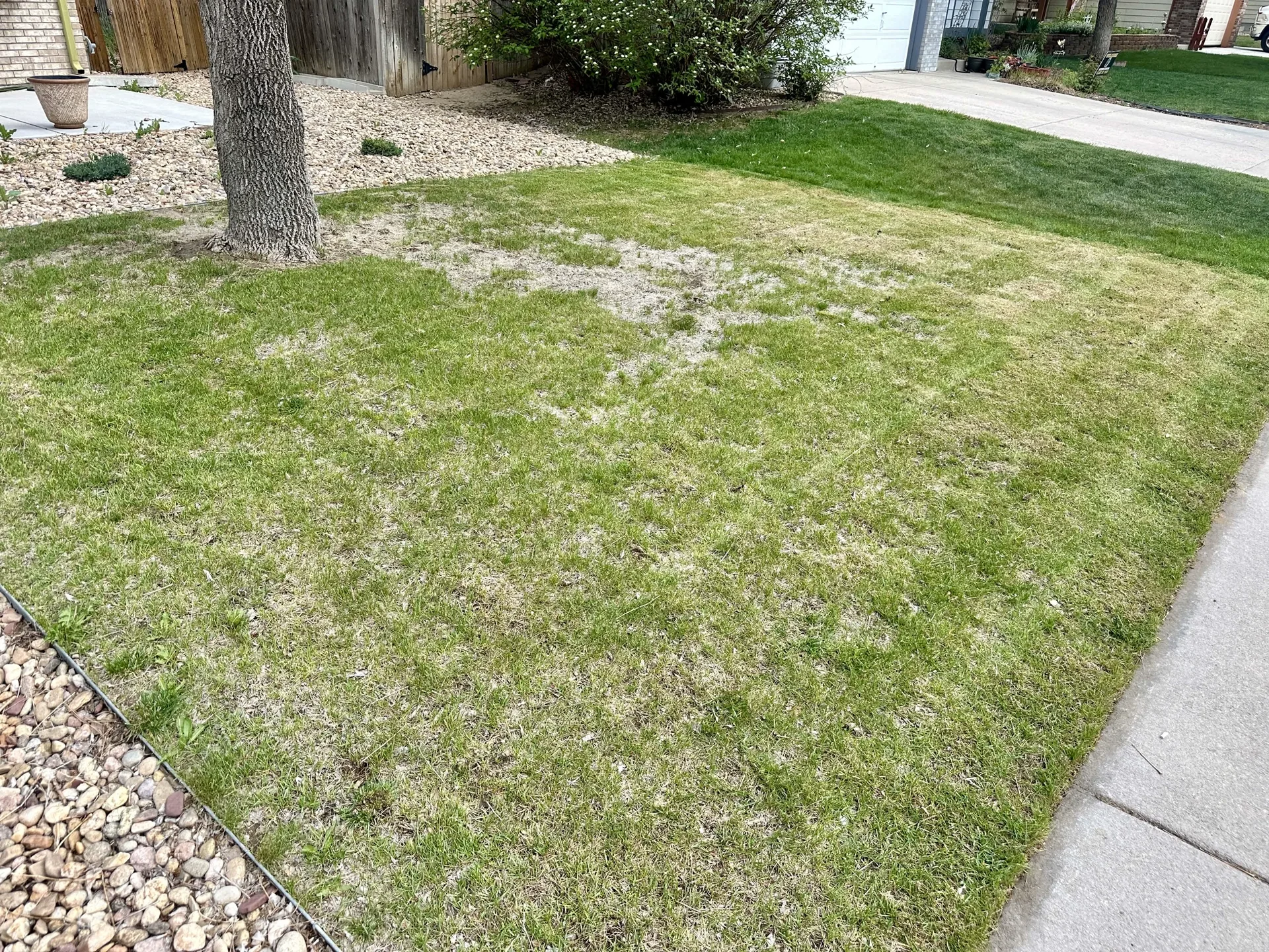 Lawn before overseeding service